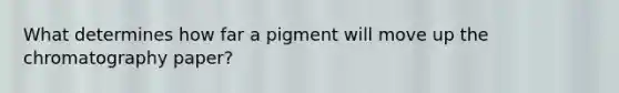 What determines how far a pigment will move up the chromatography paper?