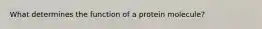 What determines the function of a protein molecule?