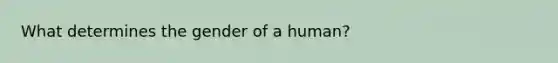 What determines the gender of a human?