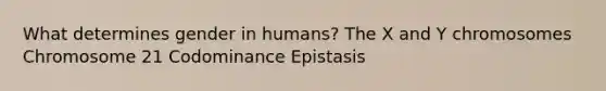 What determines gender in humans? The X and Y chromosomes Chromosome 21 Codominance Epistasis