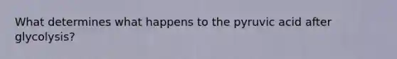 What determines what happens to the pyruvic acid after glycolysis?