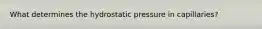 What determines the hydrostatic pressure in capillaries?