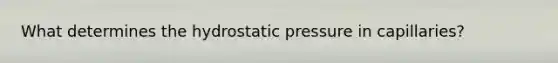 What determines the hydrostatic pressure in capillaries?