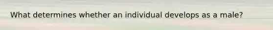 What determines whether an individual develops as a male?