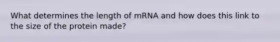 What determines the length of mRNA and how does this link to the size of the protein made?