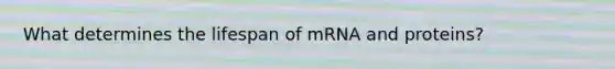 What determines the lifespan of mRNA and proteins?