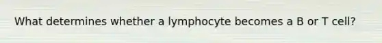 What determines whether a lymphocyte becomes a B or T cell?