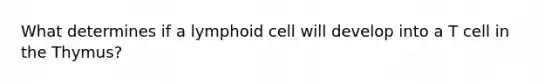 What determines if a lymphoid cell will develop into a T cell in the Thymus?