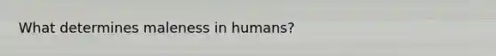 What determines maleness in humans?