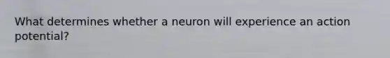 What determines whether a neuron will experience an action potential?