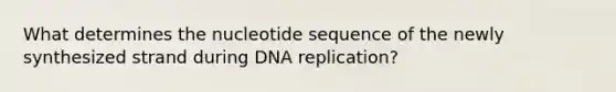 What determines the nucleotide sequence of the newly synthesized strand during DNA replication?