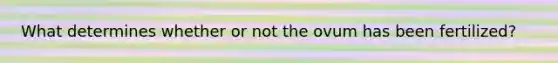 What determines whether or not the ovum has been fertilized?
