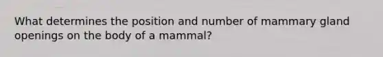 What determines the position and number of mammary gland openings on the body of a mammal?