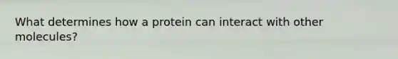 What determines how a protein can interact with other molecules?