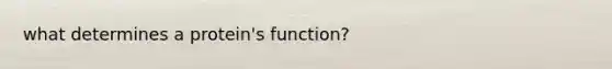 what determines a protein's function?