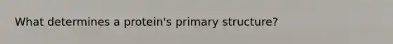 What determines a protein's <a href='https://www.questionai.com/knowledge/knHR7ecP3u-primary-structure' class='anchor-knowledge'>primary structure</a>?