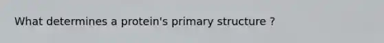 What determines a protein's primary structure ?