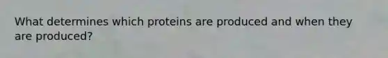 What determines which proteins are produced and when they are produced?