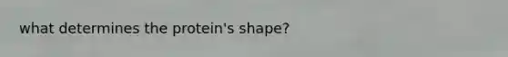 what determines the protein's shape?