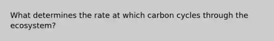 What determines the rate at which carbon cycles through the ecosystem?