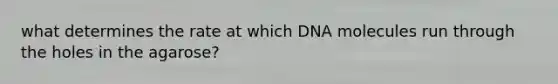 what determines the rate at which DNA molecules run through the holes in the agarose?