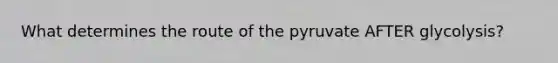 What determines the route of the pyruvate AFTER glycolysis?