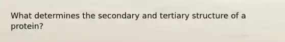 What determines the secondary and tertiary structure of a protein?