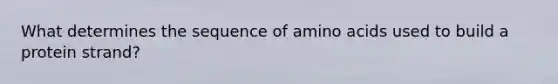 What determines the sequence of amino acids used to build a protein strand?