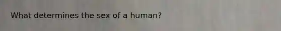 What determines the sex of a human?