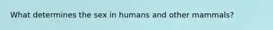 What determines the sex in humans and other mammals?