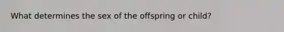 What determines the sex of the offspring or child?