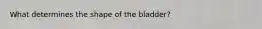 What determines the shape of the bladder?