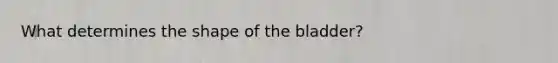 What determines the shape of the bladder?