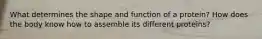 What determines the shape and function of a protein? How does the body know how to assemble its different proteins?
