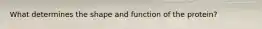 What determines the shape and function of the protein?