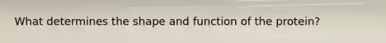 What determines the shape and function of the protein?