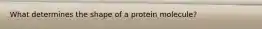 What determines the shape of a protein molecule?