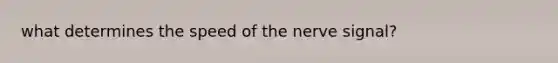 what determines the speed of the nerve signal?