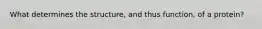 What determines the structure, and thus function, of a protein?