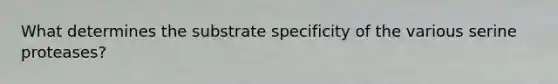 What determines the substrate specificity of the various serine proteases?