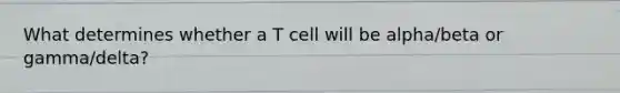 What determines whether a T cell will be alpha/beta or gamma/delta?