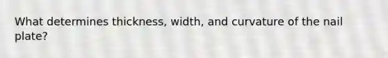 What determines thickness, width, and curvature of the nail plate?