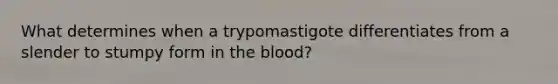 What determines when a trypomastigote differentiates from a slender to stumpy form in the blood?