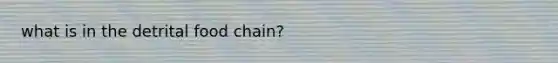 what is in the detrital food chain?