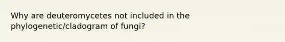Why are deuteromycetes not included in the phylogenetic/cladogram of fungi?