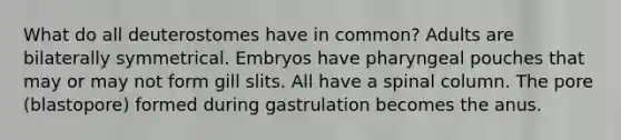 What do all deuterostomes have in common? Adults are bilaterally symmetrical. Embryos have pharyngeal pouches that may or may not form gill slits. All have a spinal column. The pore (blastopore) formed during gastrulation becomes the anus.