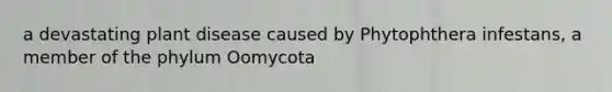 a devastating plant disease caused by Phytophthera infestans, a member of the phylum Oomycota