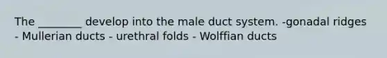 The ________ develop into the male duct system. -gonadal ridges - Mullerian ducts - urethral folds - Wolffian ducts