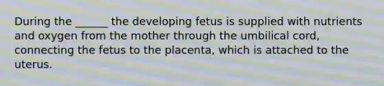 During the ______ the developing fetus is supplied with nutrients and oxygen from the mother through the umbilical cord, connecting the fetus to the placenta, which is attached to the uterus.