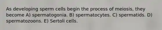 As developing sperm cells begin the process of meiosis, they become A) spermatogonia. B) spermatocytes. C) spermatids. D) spermatozoons. E) Sertoli cells.